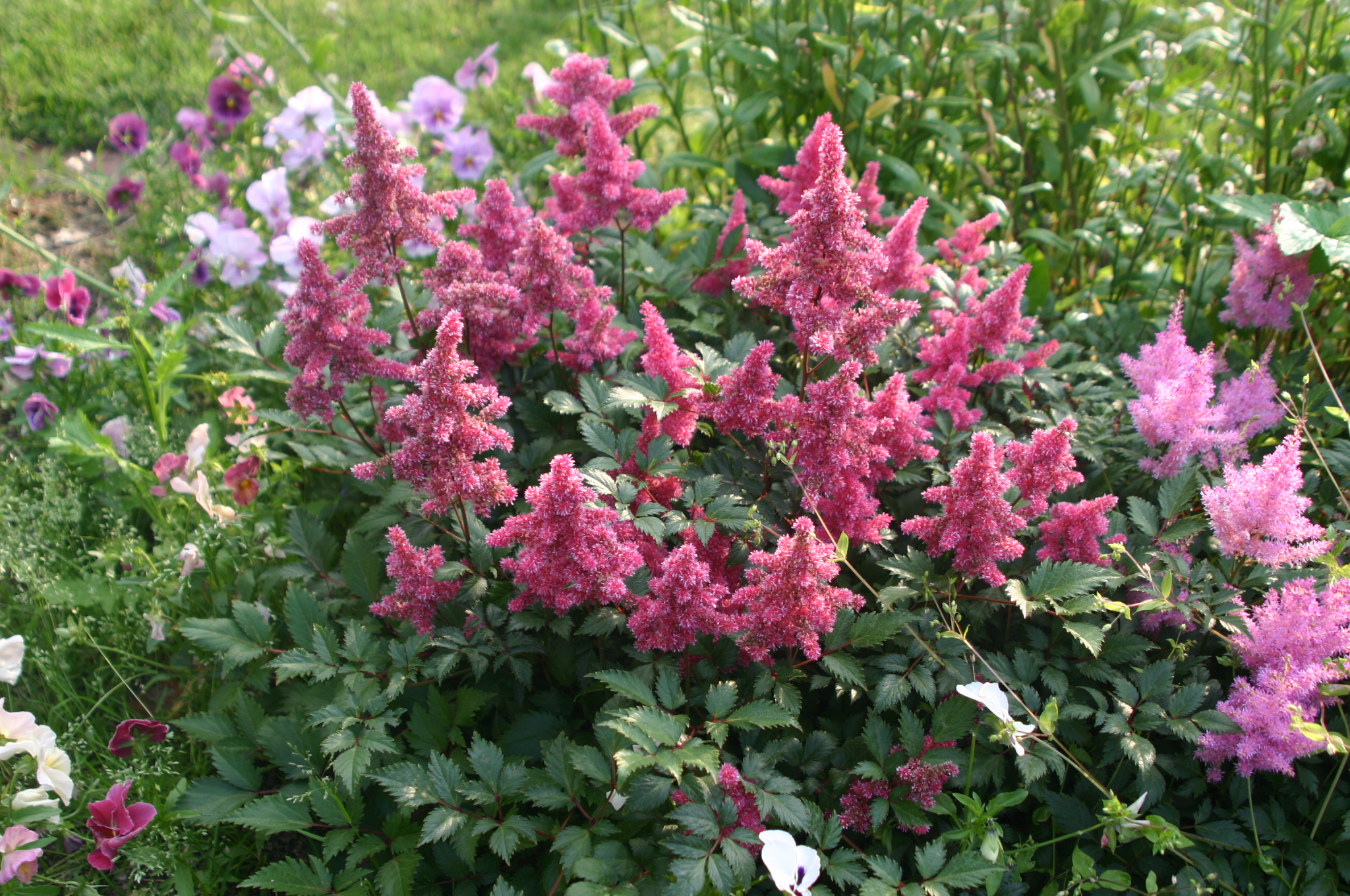 Astilbe arendsii 'Darwin's Dream'